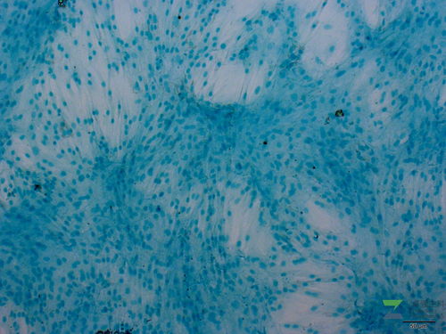 病理学 价格 采购 供应商信息